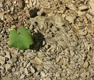 Il suolo di flysch di Cormons del vino n. 74 del wine club Società dei Cavatappi Incrociati