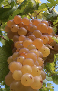 Grappolo di Erbaluce, il vitigno del mese di aprile 2025 del wine club La Società dei Cavatappi Incrociati