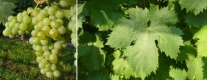 Grappolo e foglia di vermentino, il vino del mese del wine club Società dei Cavatappi Incrociati