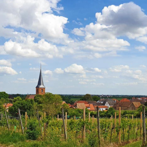 Forst e i suoi vigneti, da dove proviene il vino del mese n. 68 del wine club Società dei Cavatappi Incrociati