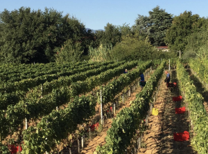 Veduta dei vigneti della Vecchia Cantina di Albenga, produttrice del vino del mese di luglio 2024 del wine club Società dei Cavatappi Incrociati