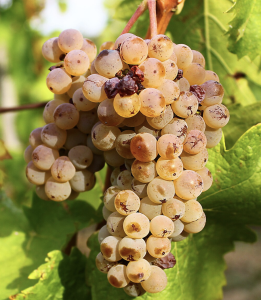 Grappolo di Graševina, uva del vino del mese del wine club Società dei Cavatappi Incrociati