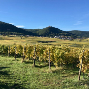 Alsazia, la regione di provenienza del vino di dicembre 2024 del wine club Società dei Cavatappi Incrociati