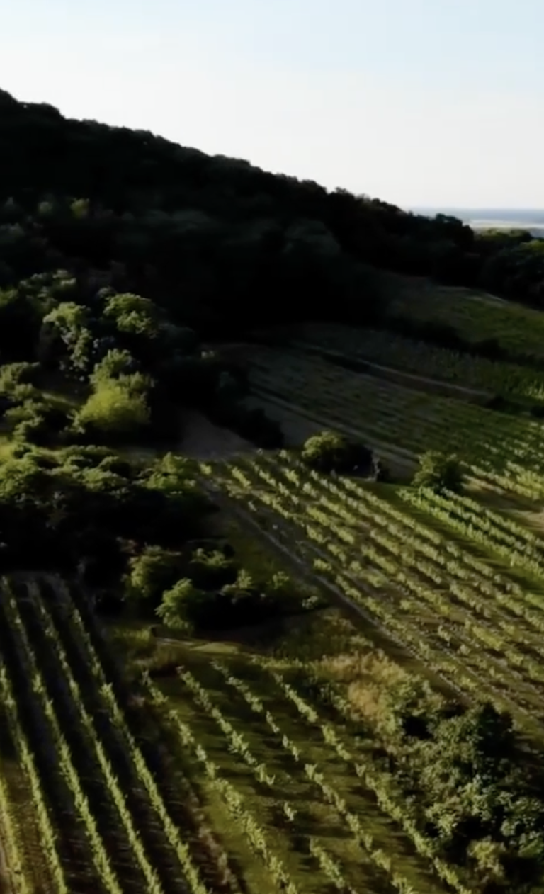 Veduta sui vigneti del Carnuntum, da dove proviene il vino di settembre 2023 del wine club Società dei Cavatappi Incrociati