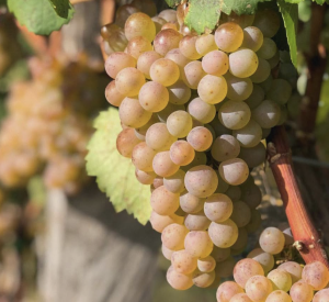 Grappoli di Pinela, il vino del mese del nostro wine club