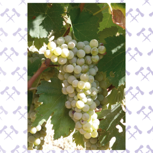 Grappolo di Trebbiano Spoletino (uva del vino del mese del nostro wine club)