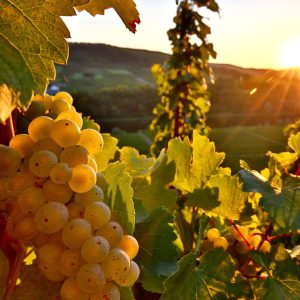Vigneto di Riesling al tramonto, con in primo piano il grappolo maturo illuminato dai raggi del sole sullo sfondo