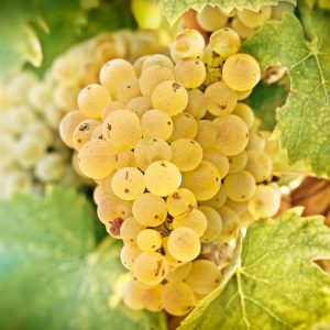 Un grappolo di Riesling maturo, con le caratteristiche macchioline marroni sugli acini