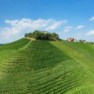 Raro vigneto austriaco di Riesling in Südsteiermark