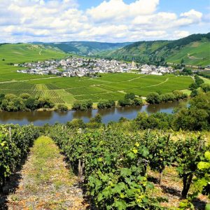Veduta della Mosella da un vigneto di Riesling in pendenza