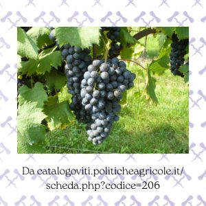 Refosco Nostrano o Refosco di Faedis