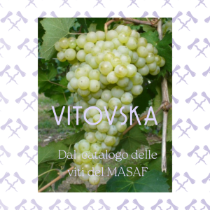 Grappolo di Vitovska